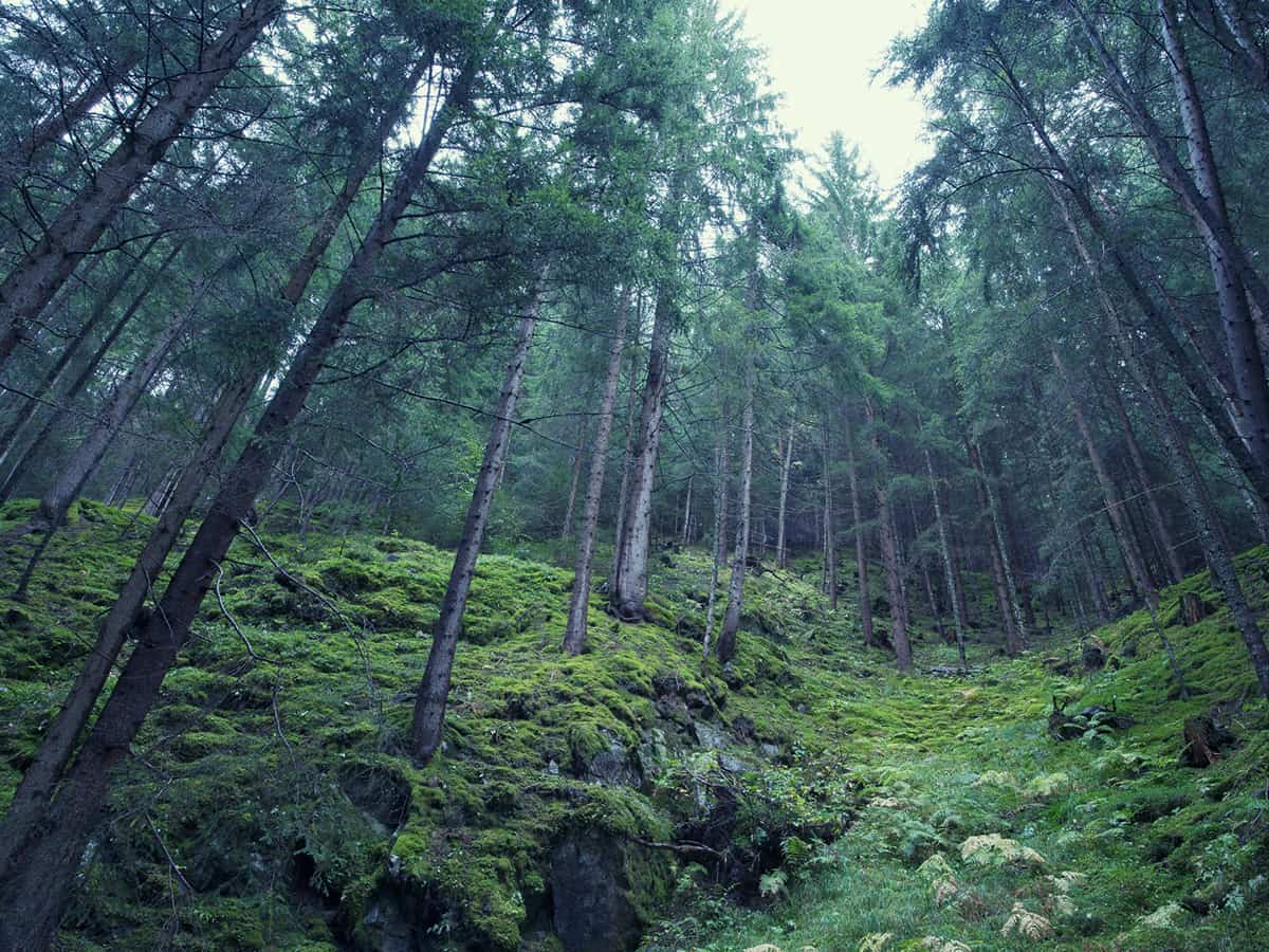 nikolaus gruenwald