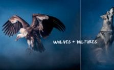 Wolves + Vultures by Andrew McGibbon
