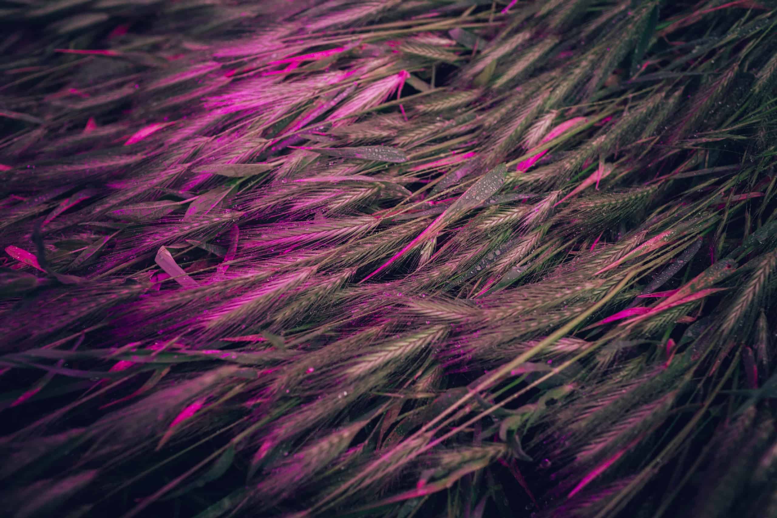 NEON PLANTS