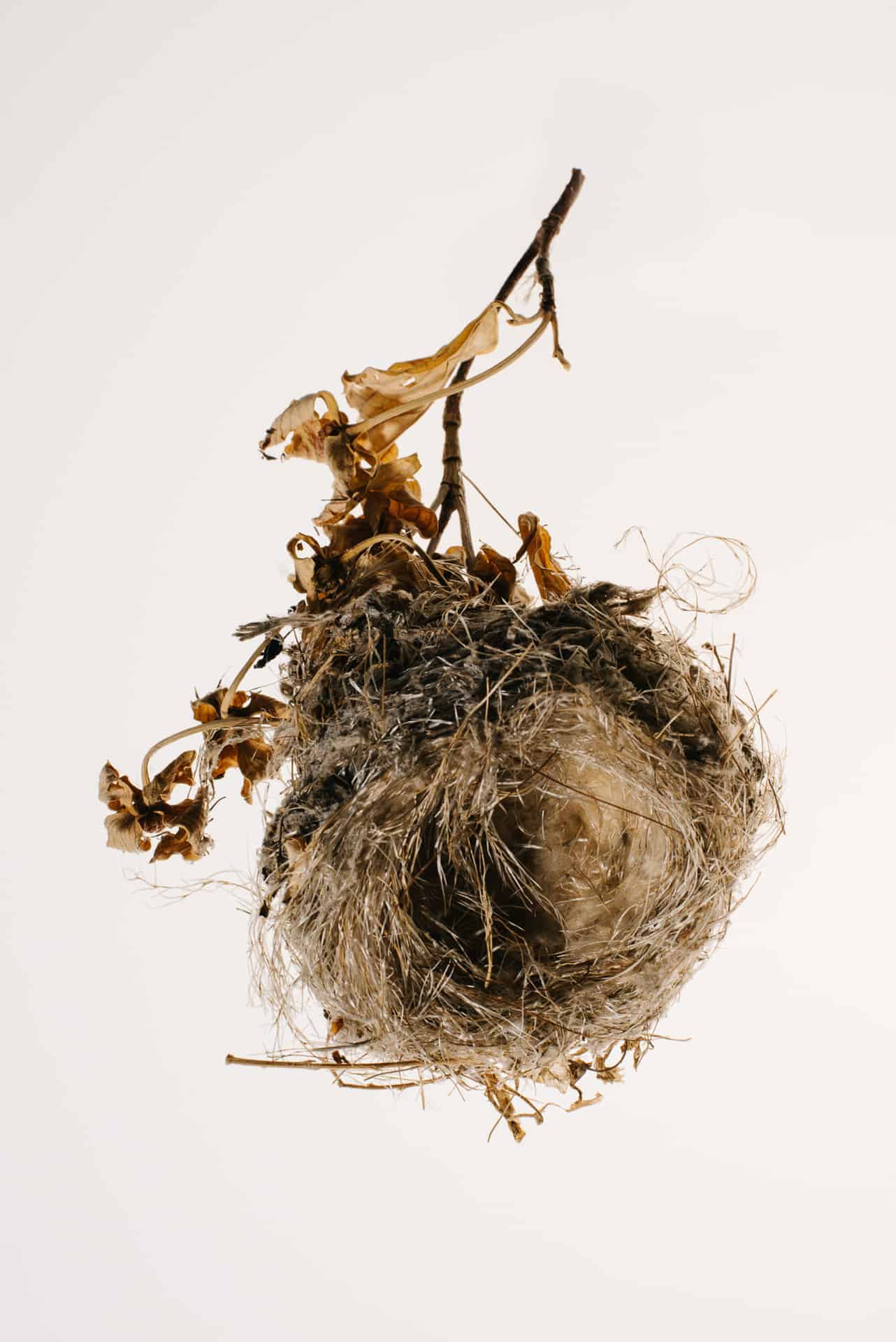 Nests