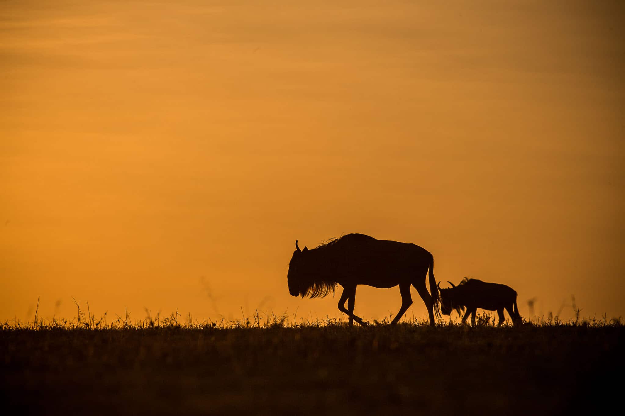 Masai Mara Design Ideas Masai Mara Design Ideas