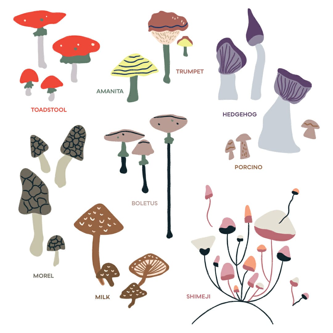 Mushroom Dictionary Design Ideas
